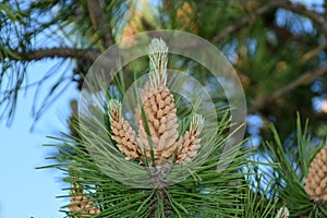 Pine tree pollination on an early summer day.