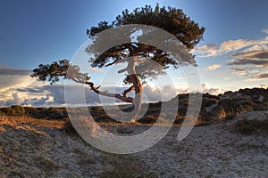 Pine tree at Pool's moor bog area photo