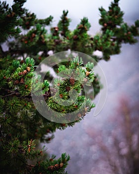 Pine Tree Portraiture