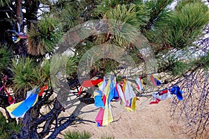 Pine Tree with Prayer Ties fastened to it