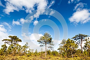 Pine tree in rain forest