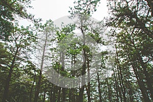 Pine tree in the rain forest against sky.