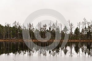 Pine tree reflection in the marsh lake. photo