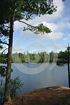 Pine Tree and Remote Wilderness Lake