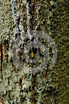 Pine Tree Resin. Solid amber resin drop on a pine tree bark . Tree resin flows from the trunk of a pine tree