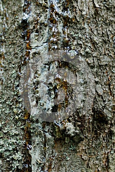 Pine Tree Resin. Solid amber resin drop on a pine tree bark . Tree resin flows from the trunk of a pine tree