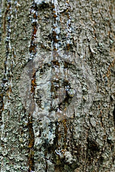 Pine Tree Resin. Solid amber resin drop on a pine tree bark . Tree resin flows from the trunk of a pine tree