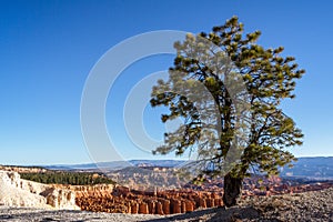 Pine Tree on the Rim of Bryce Canyon