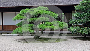 Pine tree in Ritsurin Koen Garden Takamatsu Japan