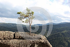 Pine tree on  rock, Altai mountains, Belokurikha city, Russia