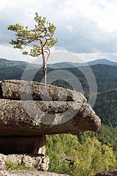 Pine tree on  rock, Altai mountains, Belokurikha city, Russia