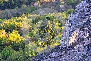 Pine tree on rock in Vrsatec rocks in Biele Karpaty