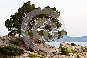 Pine Tree on the Rocky Beach in Brela