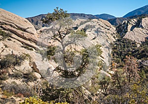 Pine Tree and Rocky Canyon