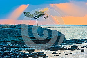 Pine tree on a rocky seashore at sunrise