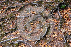 Pine tree root background. Mixed forest.