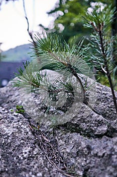 Pine tree rooted in the rocks in the forest at Jechun, South Korea