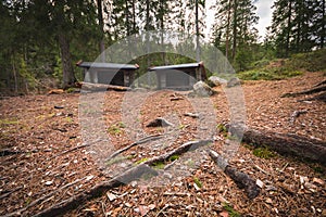 Pine tree roots on the ground and wooden shelters in the background