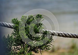 A pine tree with rope