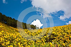 Pine tree row with maxican sunflower weed