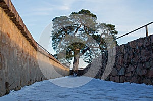 Pine tree on the ruin castle Auerbach (Auerbacher castle)