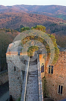 Pine tree on the ruin castle Auerbach (Auerbacher castle)