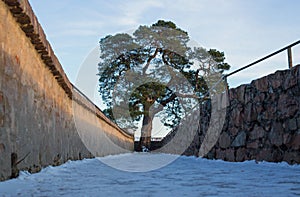 Pine tree on the ruin castle Auerbach (Auerbacher castle)