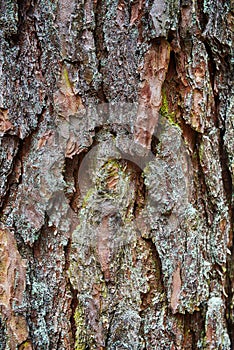 Pine tree`s bark photo