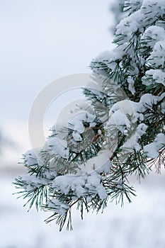 pine tree's branch