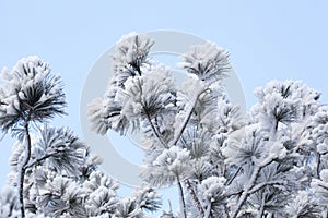 Pine tree`s branches in frost photo