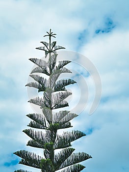 The pine tree`s growing up into the blue sky. photo
