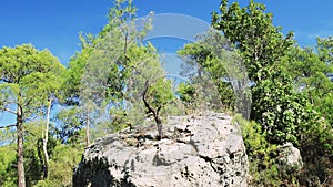 Pine tree's growth on a stark rock face, a display of nature's resilience. Hard rock surfaces, yet a pine