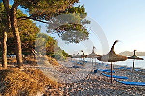 Pine tree and a sand beach in the sunrise light, in Mallorca, Spain