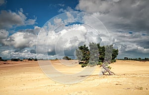 Pine tree on sand dune and stormy sky