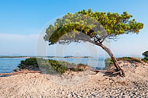 Pine tree on a sandy beach
