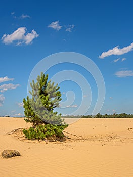 pine tree in a sandy desert