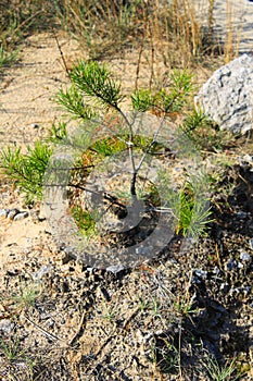 Pine tree sapling in a forest