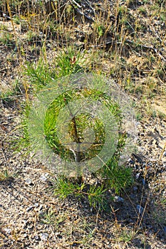 Pine tree sapling in a forest