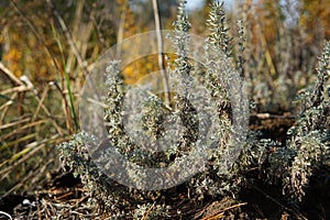 Pine tree saplings in the ground in the autumn