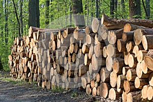 Pine tree sawn logs in forest