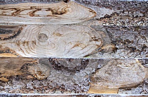 Pine tree sawn texture along photo