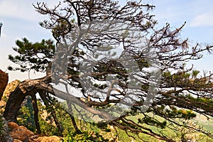 The pine tree scenic