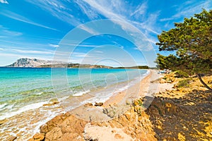 Pine tree by the sea in Capo Coda Cavallo