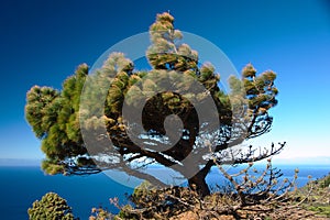 Pine tree at sea shore