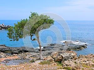 A pine tree on a seashore