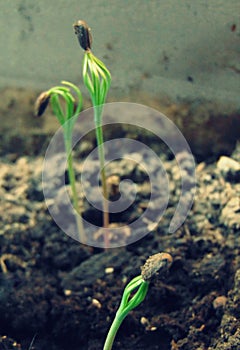 pine tree seed germination