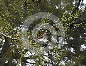 Pine tree seeds in nature photo