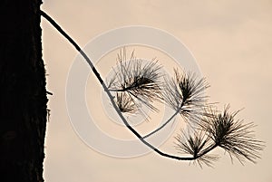 Pine Tree Silhouette