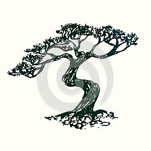 Pine tree silhouette, hand drawn doodle sketch, black and white vector