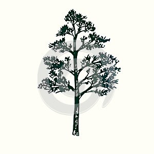 Pine tree silhouette, hand drawn doodle sketch, black and white vector